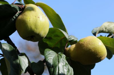 Cydonia oblonga - kdouloň obecná - plod